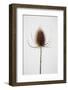 Dried_004-1x Studio III-Framed Photographic Print