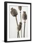 Dried_006-1x Studio III-Framed Photographic Print