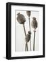 Dried_006-1x Studio III-Framed Photographic Print