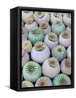 Dried and Green Poppy Seed Heads-Darrell Gulin-Framed Stretched Canvas