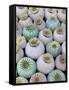 Dried and Green Poppy Seed Heads-Darrell Gulin-Framed Stretched Canvas