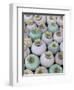 Dried and Green Poppy Seed Heads-Darrell Gulin-Framed Premium Photographic Print