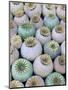 Dried and Green Poppy Seed Heads-Darrell Gulin-Mounted Premium Photographic Print