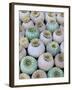 Dried and Green Poppy Seed Heads-Darrell Gulin-Framed Photographic Print