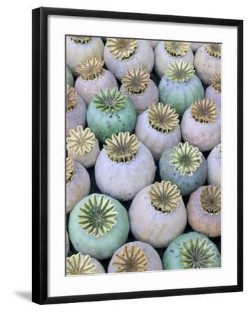 'Dried and Green Poppy Seed Heads' Photographic Print - Darrell Gulin