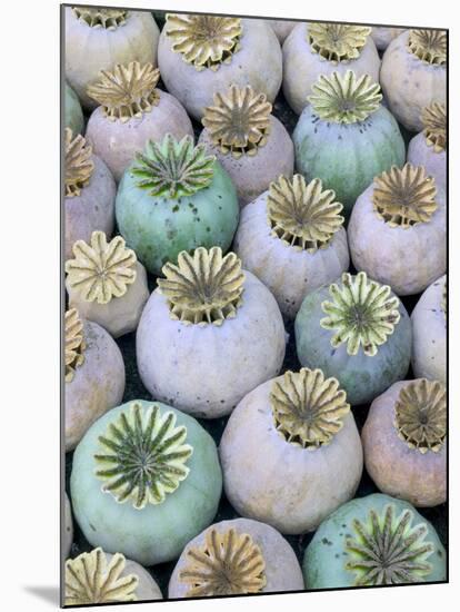 Dried and Green Poppy Seed Heads-Darrell Gulin-Mounted Photographic Print