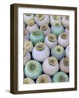 Dried and Green Poppy Seed Heads-Darrell Gulin-Framed Photographic Print