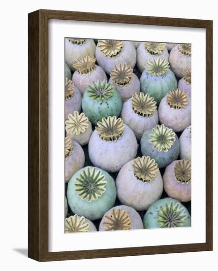 Dried and Green Poppy Seed Heads-Darrell Gulin-Framed Photographic Print