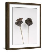 Dried Bud - Wave-Sarah Hart Morgan-Framed Giclee Print