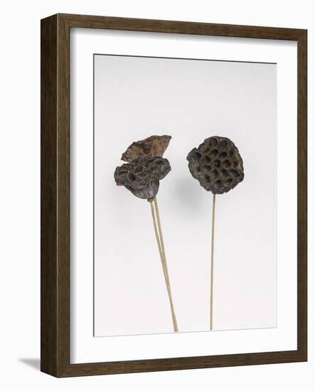 Dried Bud - Wave-Sarah Hart Morgan-Framed Giclee Print