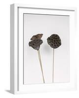 Dried Bud - Wave-Sarah Hart Morgan-Framed Giclee Print