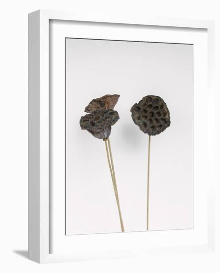 Dried Bud - Wave-Sarah Hart Morgan-Framed Giclee Print