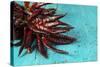 Dried Chillies on Turquoise Wood-Jana Ihle-Stretched Canvas