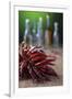 Dried Chillies on Wooden Table, Bottle Against Green Background-Jana Ihle-Framed Photographic Print