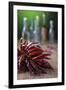 Dried Chillies on Wooden Table, Bottle Against Green Background-Jana Ihle-Framed Photographic Print