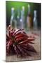 Dried Chillies on Wooden Table, Bottle Against Green Background-Jana Ihle-Mounted Photographic Print