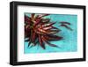 Dried Chillipods on Turquoise Wood-Jana Ihle-Framed Photographic Print