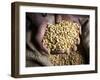 Dried Coffee Beans, Marley Coffee Plantation, Blue Mountains, Portland Parish, Jamaica, Caribbean-Doug Pearson-Framed Photographic Print