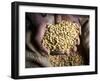 Dried Coffee Beans, Marley Coffee Plantation, Blue Mountains, Portland Parish, Jamaica, Caribbean-Doug Pearson-Framed Photographic Print