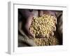 Dried Coffee Beans, Marley Coffee Plantation, Blue Mountains, Portland Parish, Jamaica, Caribbean-Doug Pearson-Framed Photographic Print