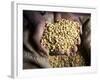 Dried Coffee Beans, Marley Coffee Plantation, Blue Mountains, Portland Parish, Jamaica, Caribbean-Doug Pearson-Framed Photographic Print