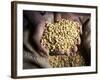 Dried Coffee Beans, Marley Coffee Plantation, Blue Mountains, Portland Parish, Jamaica, Caribbean-Doug Pearson-Framed Photographic Print