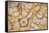 Dried, cracked earth and salt create the patterns on the flats of Death Valley National Park.-Mallorie Ostrowitz-Framed Stretched Canvas