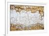 Dried Earth Covered with Salt in Death Valley National Park-Mallorie Ostrowitz-Framed Photographic Print