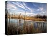 Dried Flower Heads along Slough, Flood Plain of Logan River, Great Basin, Cache Valley, Utah, USA-Scott T. Smith-Stretched Canvas