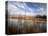 Dried Flower Heads along Slough, Flood Plain of Logan River, Great Basin, Cache Valley, Utah, USA-Scott T. Smith-Stretched Canvas