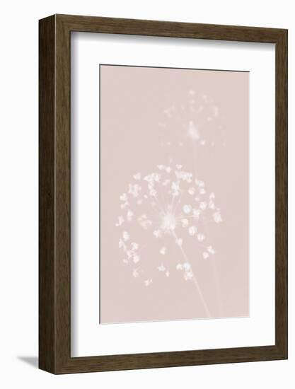 Dried Flower Pink-1x Studio III-Framed Photographic Print