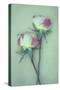 Dried Flower-Den Reader-Stretched Canvas