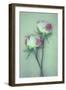 Dried Flower-Den Reader-Framed Photographic Print
