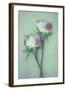 Dried Flower-Den Reader-Framed Photographic Print