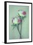 Dried Flower-Den Reader-Framed Photographic Print