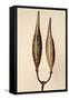 Dried Flowers-Torsten Richter-Framed Stretched Canvas