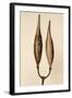 Dried Flowers-Torsten Richter-Framed Photographic Print