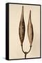 Dried Flowers-Torsten Richter-Framed Stretched Canvas