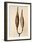 Dried Flowers-Torsten Richter-Framed Photographic Print