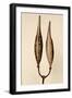 Dried Flowers-Torsten Richter-Framed Photographic Print