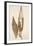 Dried Flowers-Torsten Richter-Framed Photographic Print