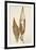 Dried Flowers-Torsten Richter-Framed Photographic Print