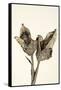 Dried Flowers-Torsten Richter-Framed Stretched Canvas