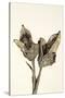 Dried Flowers-Torsten Richter-Stretched Canvas