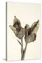 Dried Flowers-Torsten Richter-Stretched Canvas