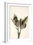 Dried Flowers-Torsten Richter-Framed Photographic Print