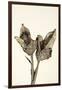 Dried Flowers-Torsten Richter-Framed Photographic Print