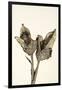 Dried Flowers-Torsten Richter-Framed Photographic Print