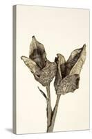 Dried Flowers-Torsten Richter-Stretched Canvas