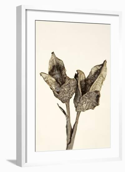 Dried Flowers-Torsten Richter-Framed Photographic Print